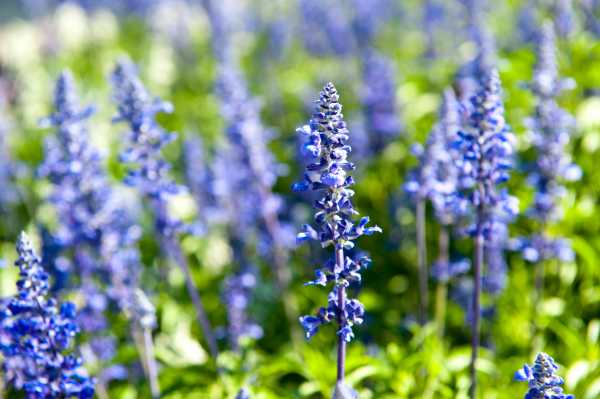  - Essential Oils